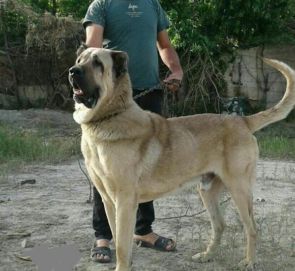 عکس سگ سرابی سیاه وحشی