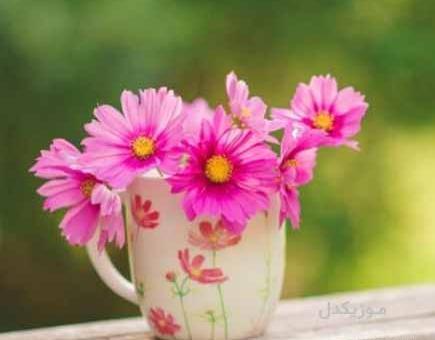 عکس آقای نخوندم