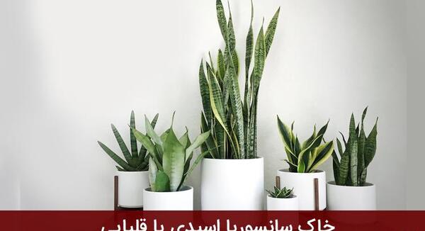 عکس کاکتوس زبانی