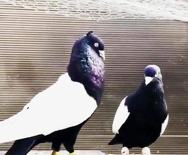 عکس لاتی کفتر بازی