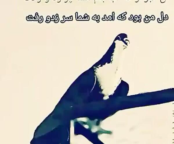 عکس لاتی کفتر بازی