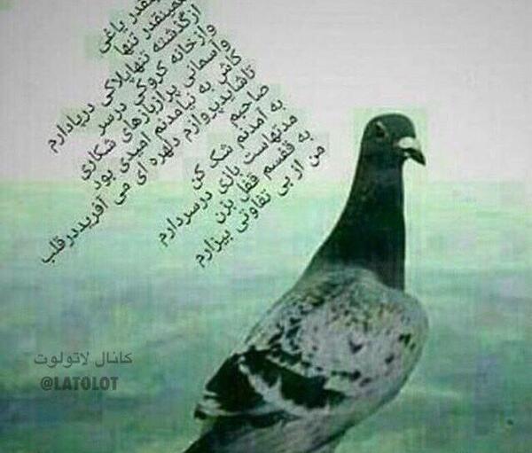 عکس لاتی کفتر بازی
