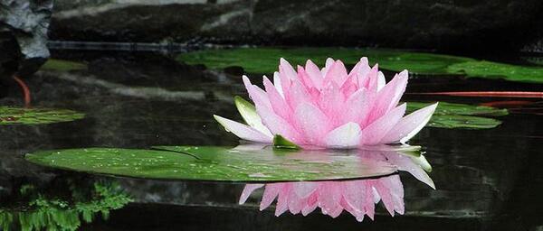 عکس نقاشی گل نیلوفر مرداب
