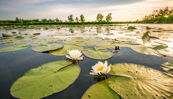 عکس نقاشی گل نیلوفر مرداب