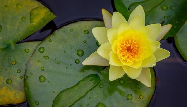 عکس نقاشی گل نیلوفر مرداب