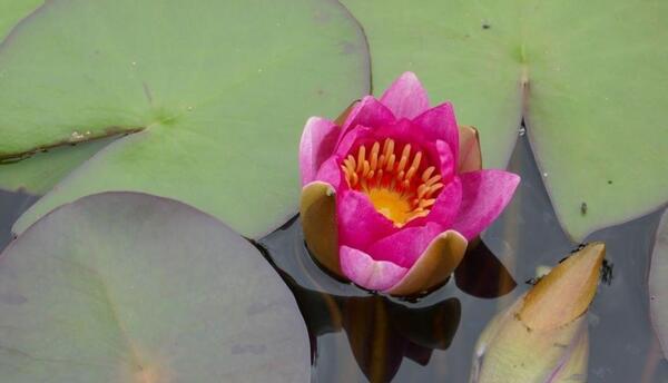 عکس نقاشی گل نیلوفر مرداب