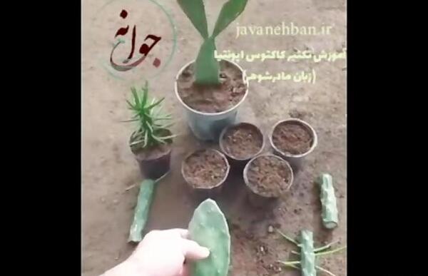 عکس کاکتوس زبان مادر شوهر