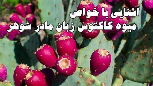 عکس کاکتوس زبان مادر شوهر