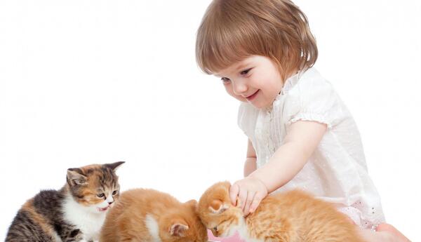 عکس گربه در حال غذا خوردن