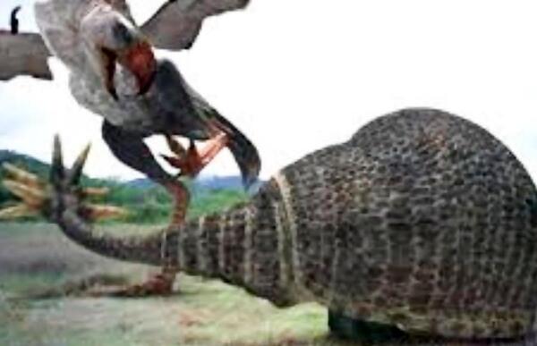 عکس دایناسور پرنده وحشت