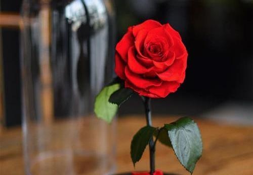 عکس برای پروفایل واتساپ عکس گل