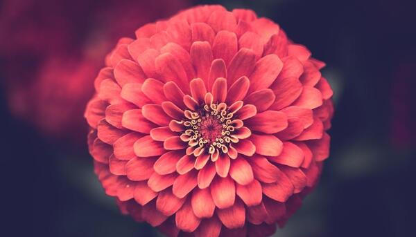 عکس برای پروفایل واتساپ عکس گل