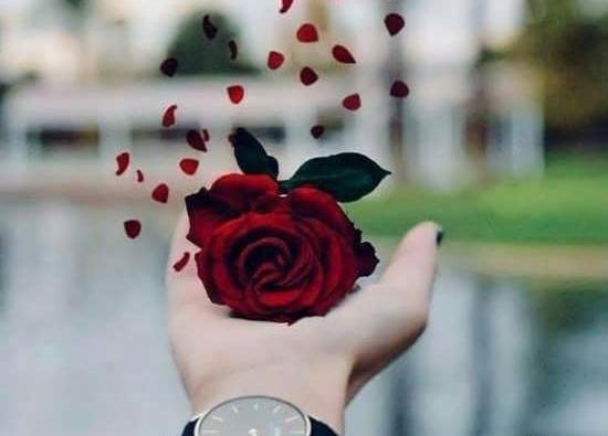 عکس برای پروفایل واتساپ عکس گل