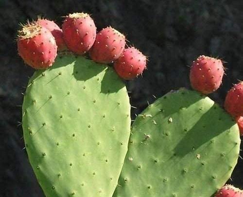 عکس کاکتوس بدون تیغ