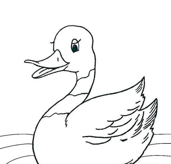 عکس نقاشی اردک