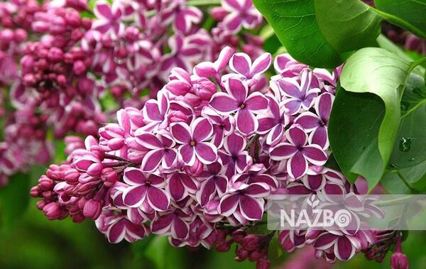 عکس گیاه یاس زرد