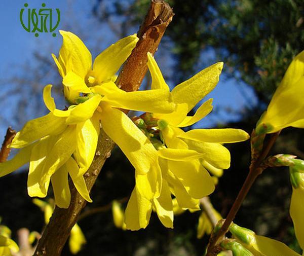 عکس گیاه یاس زرد