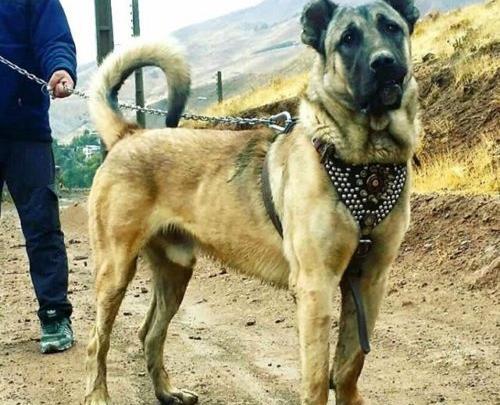 عکس سگ سرابی گرگی