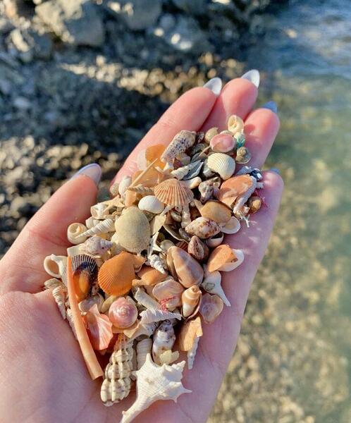 عکس صدف کیوت