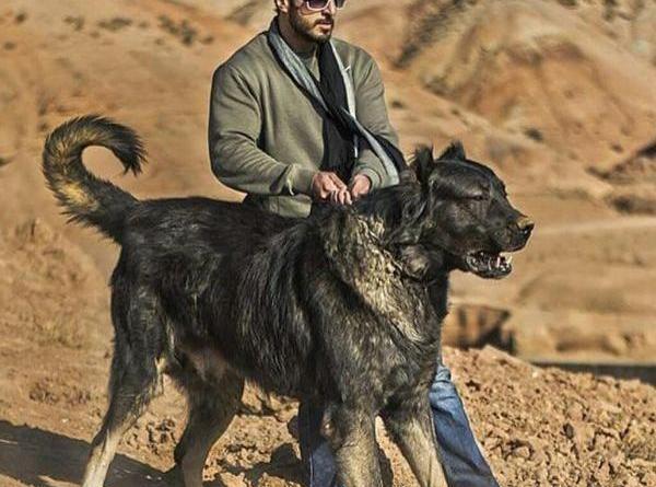 وحشی آدم خوار عکس سگ سرابی