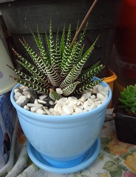 عکس کاکتوس گورخری