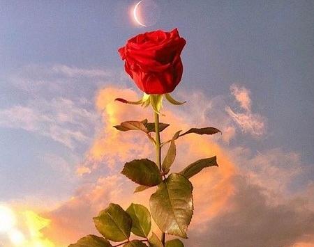 عکس پروفایل دخترانه زیبا گل