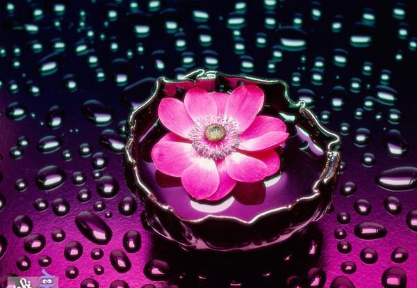 عکس گل برای پروفایل واتساپ زیبا