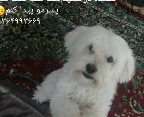 عکس از سگ پشمالو سفید