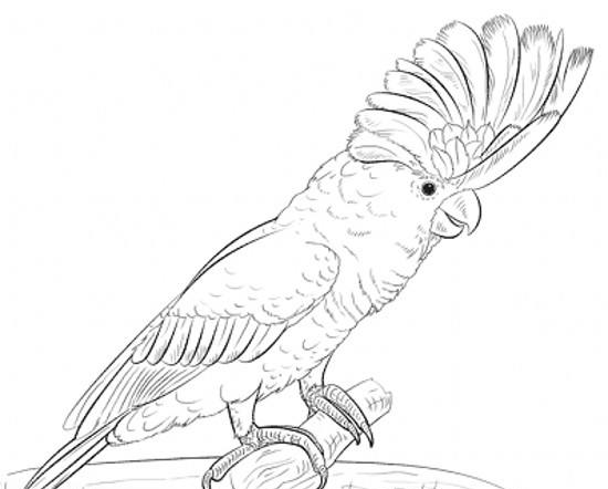 عکس نقاشی زیبا طوطی