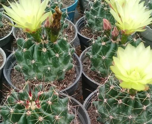 عکس نقاشی گلهای آسان