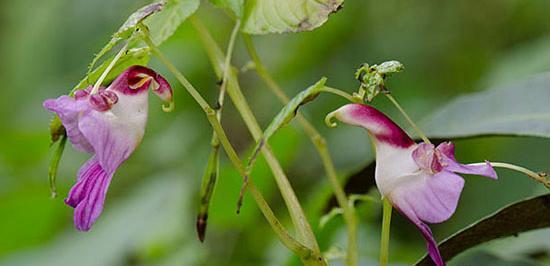 عکس نقاشی گلهای آسان