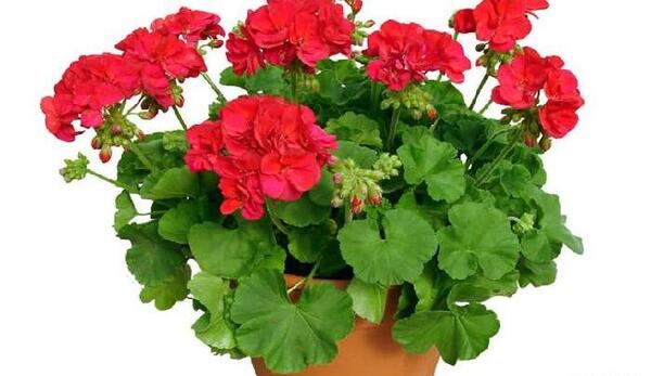 عکس نقاشی گل شمعدانی با ابرنگ