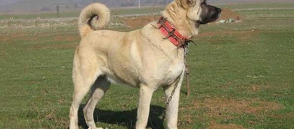 عکس نوشته سگ سرابی