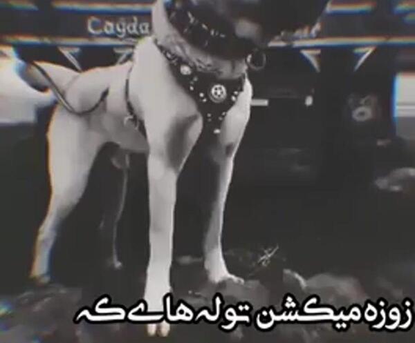 عکس نوشته سگ سرابی
