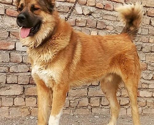 عکس نوشته سگ سرابی