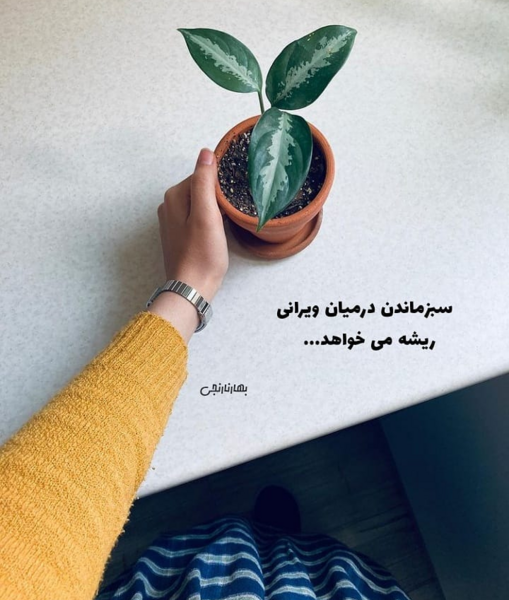 عکس نوشته سبز ماندن در میان ویرانی ریشه می خواهد