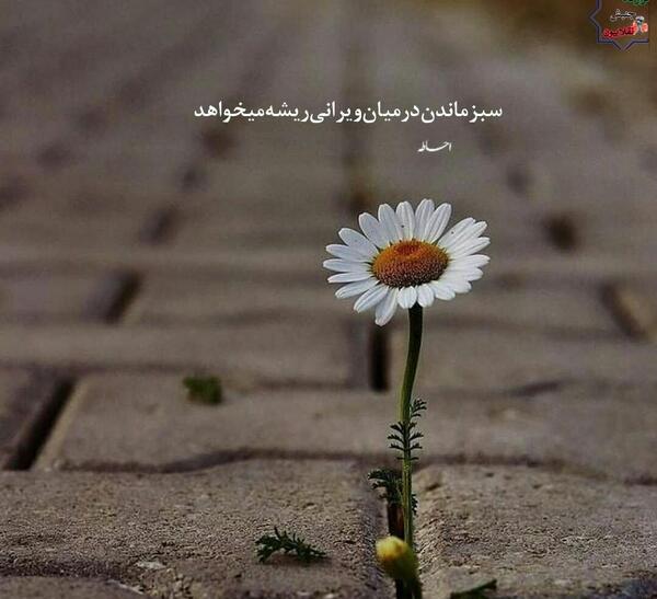 عکس نوشته سبز ماندن در میان ویرانی ریشه می خواهد