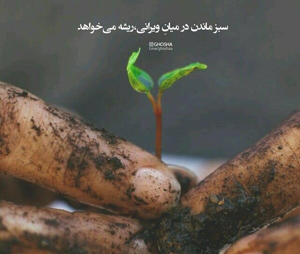 عکس نوشته سبز ماندن در میان ویرانی ریشه می خواهد