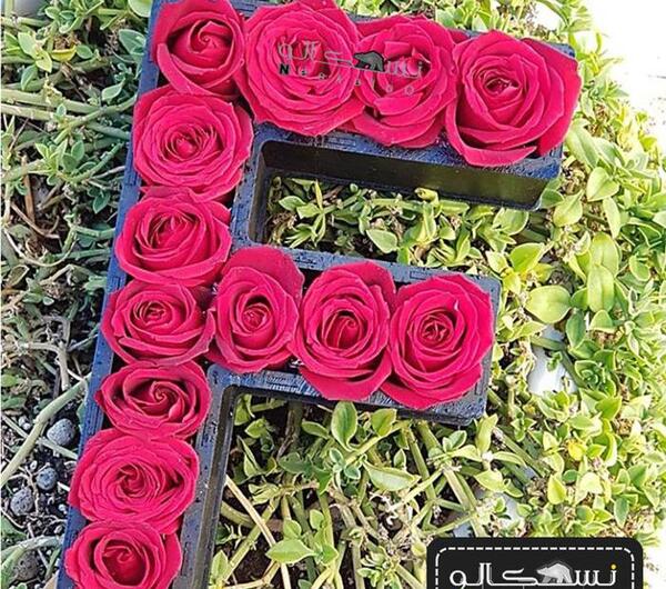 عکس گل رز با حروف انگلیسی