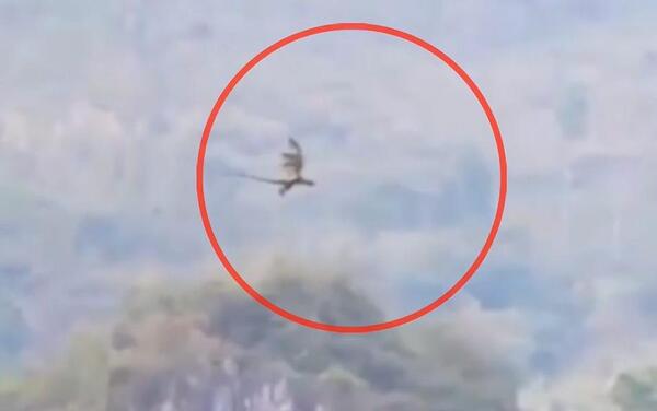 عکس واقعی ققنوس