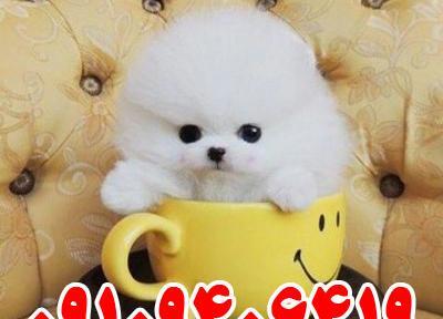عکس سگ پشمالو و سفید