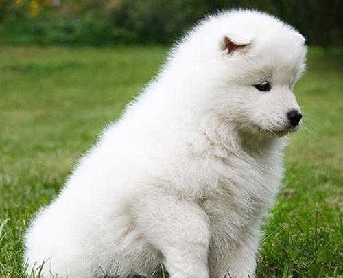 عکس سگ مینیاتوری پشمالو