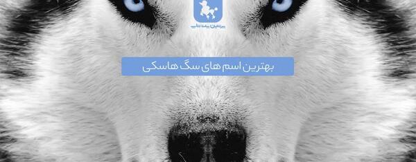عکس سگ پشمالو هاسکی