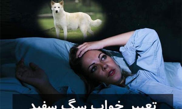 عکس سگ پشمالو میخوام