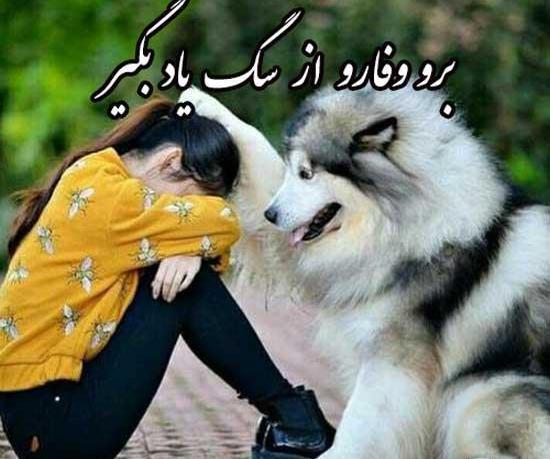 عکس سگ پشمالو و زیبا