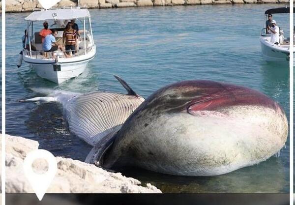 عکس داخل شکم نهنگ
