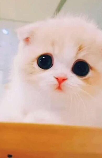 عکس گربه گوگولی کیوت