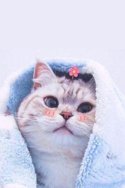 عکس گربه گوگولی کیوت