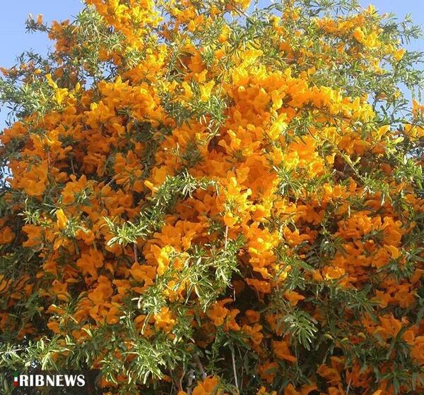 عکس شیطان زرد