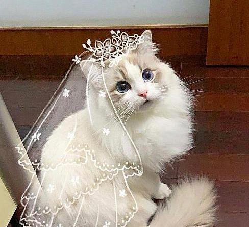 عکس سگ پشمالو گربه